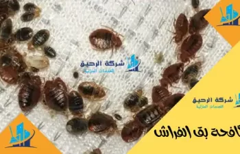 مكافحة بق الفراش