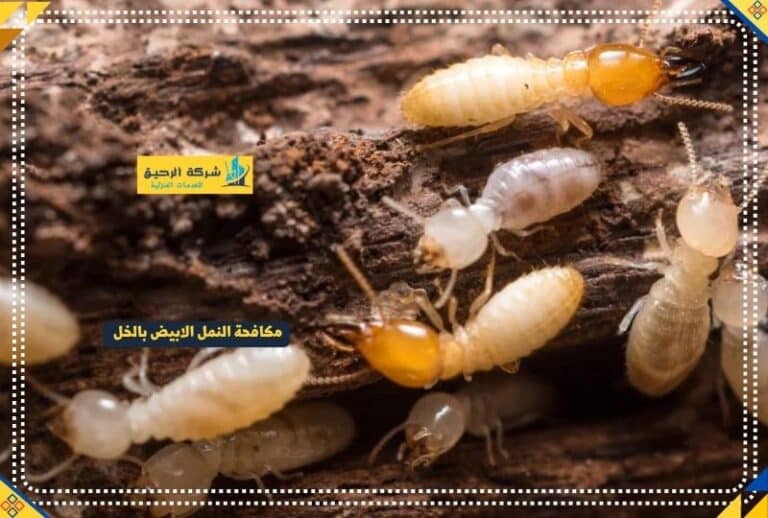 الخل والنمل الأبيض وكيفية استخدامه للقضاء على النمل | شركة الرحيق