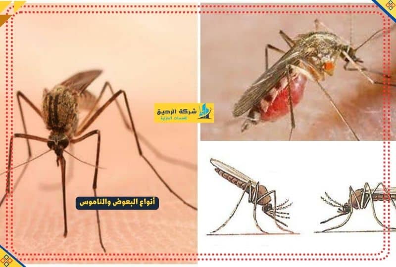 أنواع البعوض والناموس