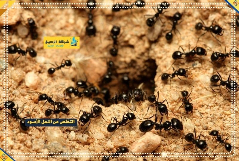 طرق التخلص من النمل الأسود