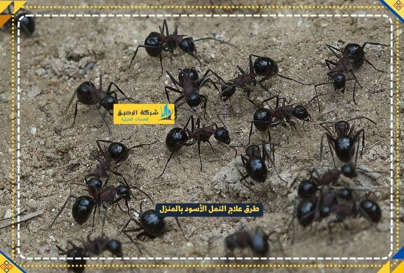 طرق علاج النمل الأسود بالمنزل