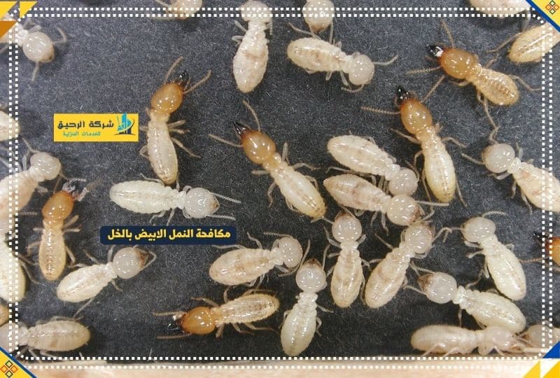 مكافحة النمل بالخل الأبيض
